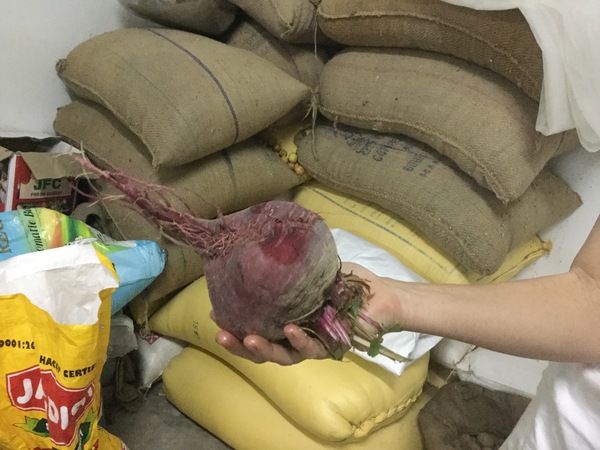 huge beets this year 600